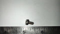 SCREW FOR SECURING FRONT BRAKE SWITCH BRACKET USA MODELS V5A VSE (US MODELS)