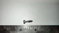 HEAD LIGHT RIM SECURING SCREW NOS - VL1 VL2